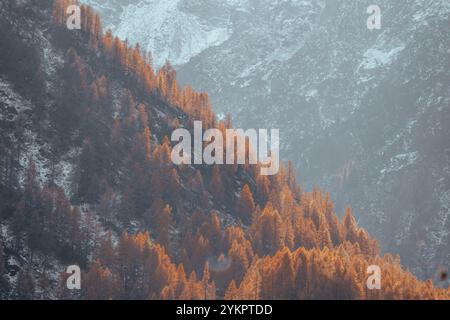 Autunno d'oro sulle piste alpine Foto Stock