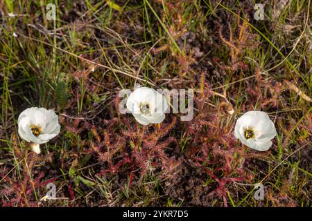Drosera cistiflora in fiore bianca, presa nei pressi di Darling, nel Capo Occidentale del Sudafrica Foto Stock