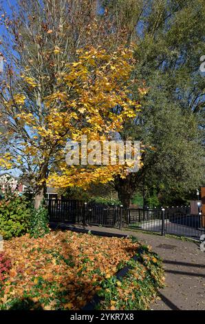 Foglie d'autunno dorate su un albero con molte foglie cadute nel terreno, Staines, Inghilterra Foto Stock