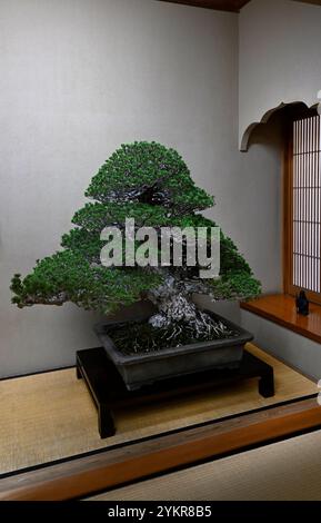 Museo Bonsai di Tokyo Foto Stock