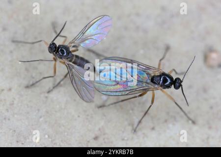 Adulti di gnat di fungo con ali scure, Sciaridae su davanzale. Parassiti comuni che danneggiano le radici delle piante in vaso nelle case e negli appartamenti. Foto Stock