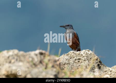 Maschio di roccia blu seduto su una roccia Foto Stock