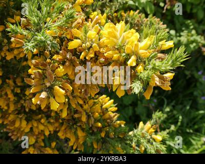 primo piano di piante comuni di gorse con fiori gialli . Selvaggio cespuglio incultivato di ulex Foto Stock