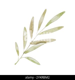 Bel ramo verde con foglie su bianco. Illustrazione acquerello in stile per bambini per tessuti, decorazioni feste per bambini, compleanno, Pasqua. Foto Stock