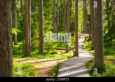 Sentiero in legno che si snoda attraverso una tranquilla foresta verde con alberi alti e luce del sole che filtrano attraverso, creando un tranquillo paesaggio naturale. Foto Stock