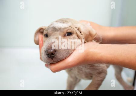 Donna che lava le mani un piccolo cucciolo in bagno, soffice messa a fuoco Foto Stock