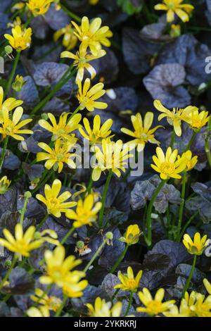 Ficaria verna Brazen Hussy, minore celandina Brazen Hussy, Ranunculus ficaria Brazen Hussy, foglie di bronzo nero fiori gialli in primavera Foto Stock