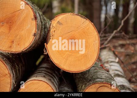 Mucchio di tronchi di legno, grandi tronchi di alberi alti tagliati e impilati in una foresta. Danni ecologici e impatto della deforestazione sull'ambiente, distruzione delle foreste Foto Stock