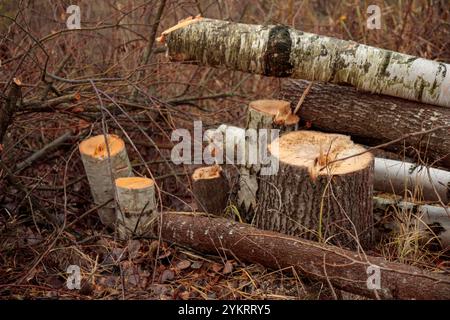 Concetto di deforestazione. Ontani e betulle appena tritati con ceppi nella foresta dopo aver tagliato la foresta. Danni ecologici e deforestazione Imp Foto Stock