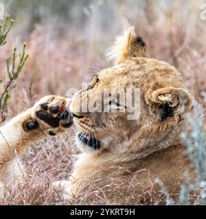 Due giovani cuccioli di leone giocano a combattere l'uno contro l'altro nella Schotia Game Reserve, Capo Orientale, Sud Africa Foto Stock
