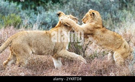 Due giovani cuccioli di leone giocano a combattere l'uno contro l'altro nella Schotia Game Reserve, Capo Orientale, Sud Africa Foto Stock