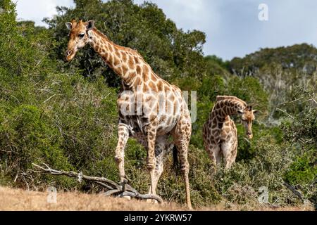 Un paio di giraffe in cerca di cibo alla Schotia Game Reserve, Capo Orientale, Sud Africa Foto Stock