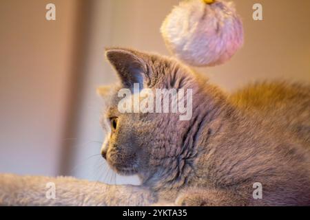 Primo piano di un gattino BKH di dodici settimane (British Shorthair) Foto Stock