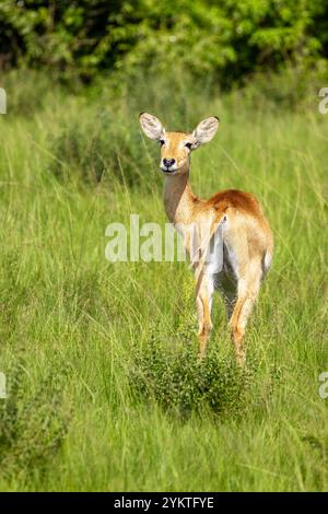 Una giovane antilope ugandese kob, kobus kob thomasi, nel Queen Elizabeth National Park, Uganda. Le tette femminili sono socievoli e vivono in piccole mandrie Foto Stock