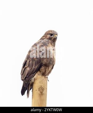 Un buzzard eurasiatico, Buteo buteo su Ardnamurchan, Scozia, Regno Unito. Foto Stock