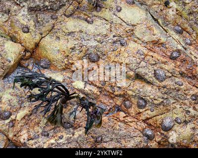 Limpets on Rocks sulla costa a Sanna on Ardnamurchan, Scozia, Regno Unito. Foto Stock