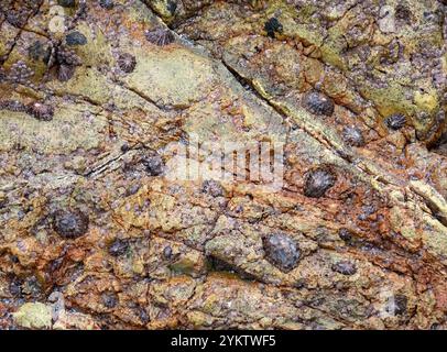 Limpets on Rocks sulla costa a Sanna on Ardnamurchan, Scozia, Regno Unito. Foto Stock