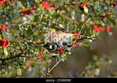 Redwing Turdus iliacus alimentazione su bacche di agrifoglio Ilex aquifolium Godshill New Forest National Park Hampshire REGNO UNITO Inghilterra Dicembre 2004 Foto Stock