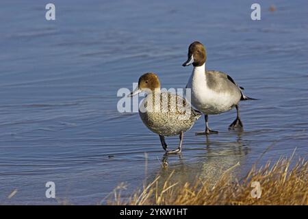 Northern pintail Anas acuta maschio e femmina Passeggiate sul ghiaccio Bosque del Apache National Wildlife Refuge Nuovo Messico USA Foto Stock