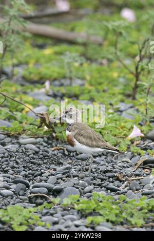 Fare doppio nastrare plover Charadrius bicinctus sulla spiaggia in pioggia di Kaikoura Nuova Zelanda Foto Stock