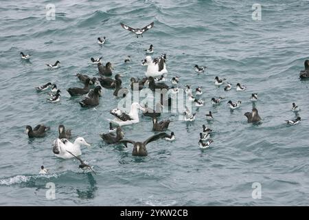 Il gigante del nord petrel Macronectes halli avanzamento sul mare con Cape pigeon Daption capense e vagare albatross Diomedia exulans Nuova Zelanda Foto Stock