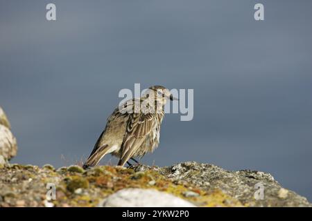 Rock pipit Anthus petrosus preening su una parete accanto a Loch na Keal Isle of Mull Argyll and Bute Scozia UK Foto Stock