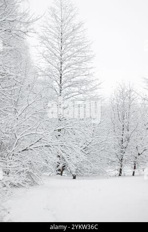 Questa fotografia verticale cattura la bellezza serena di una giornata invernale. Gli alberi sono ricoperti da uno spesso strato di neve fresca, i cui rami appaiono del Foto Stock