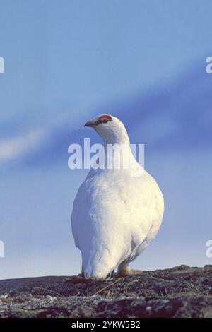 Pernice bianca Lagopus mutus in inverno piumaggio Staunning Alpi vicino a Mestersvig Groenlandia Foto Stock