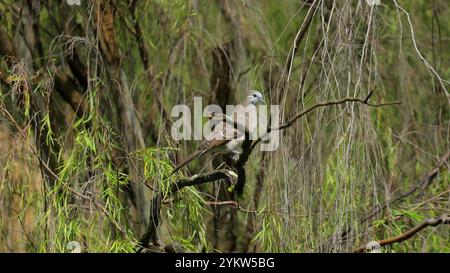 Tranquilla colomba arroccata sul ramo degli alberi in una lussureggiante foresta verde. Serenità Foto Stock