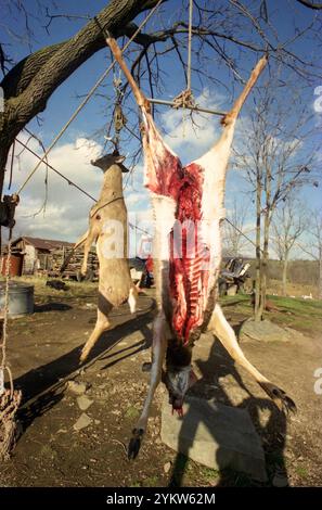 New York, USA, circa 1992. I cervi freschi uccidono appesi in una fattoria locale. Foto Stock