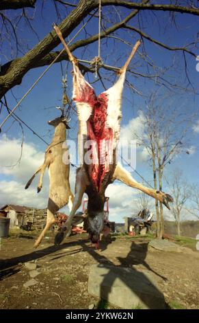 New York, USA, circa 1992. I cervi freschi uccidono appesi in una fattoria locale. Foto Stock