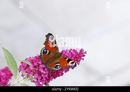 Farfalla di pavone (Inachis io) che succhia il nettare sul cespuglio di farfalle (Buddleja davidii), in un ambiente naturale in natura, in primo piano, nella fauna selvatica, negli insetti Foto Stock