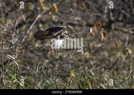 Buzzardo comune (Buteo buteo), volo, Emsland, bassa Sassonia, Germania, Europa Foto Stock