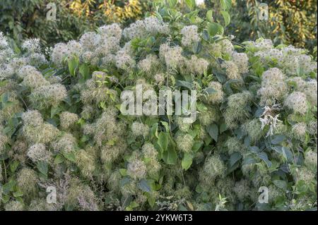 Testa di seme Clematis, Baviera, Germania, Europa Foto Stock