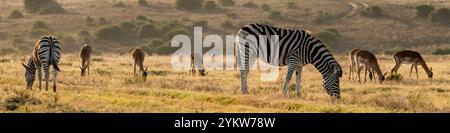 Zebra e springboks pascolano erba in un campo a Schotia Game Reserve, Capo Orientale, Sudafrica Foto Stock