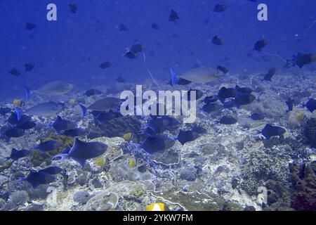 Una scuola di pesci, pesci triggerfish con denti rossi (Odonus niger), che nuotano su una barriera corallina in acque blu, sito di immersione SD, Nusa Ceningan, Nusa Penida, Bali, poll Foto Stock