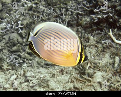 Un pesce farfalla con strisce, pesce farfalla costola del Pacifico (Chaetodon lunulatus), nuoto su una barriera corallina tropicale, sito di immersione Spice Reef, Penyapangan, Bali Foto Stock