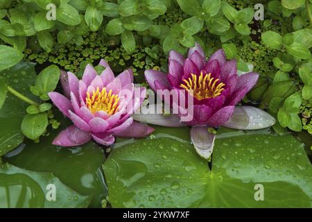 Ninfee rosse e rosa (Nymphaea) su foglie verdi in un laghetto, alghe d’anatra, rosa, Baden-Wuerttemberg, Germania, Europa Foto Stock