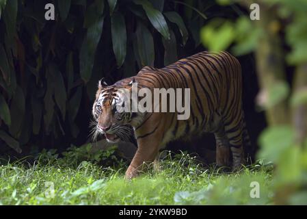 Ritratto di una tigre di sumatra maschile Foto Stock