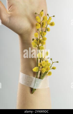 Primo piano della mano femminile con un ramo di fiore giallo apposto sull'avambraccio. Sfondo bianco verticale Foto Stock