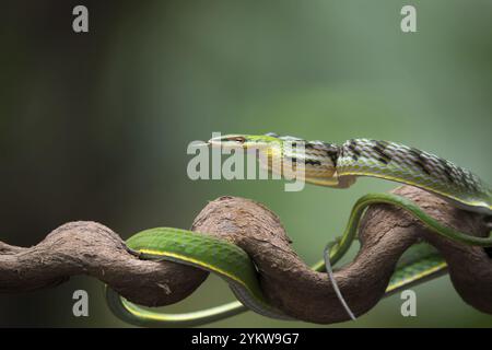 Primo piano foto di serpente di vite asiatico sull'albero filiale Foto Stock