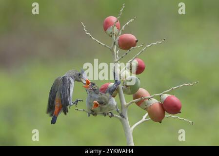 Striato Fantail Warbler dà da mangiare ai loro pulcini Foto Stock