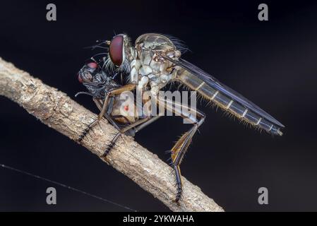 Robberfly (Asilidae) che caccia una mosca in uno sfondo scuro Foto Stock