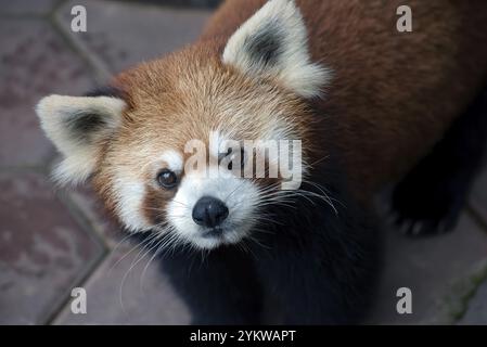 Belle immagini di un panda rosso Foto Stock