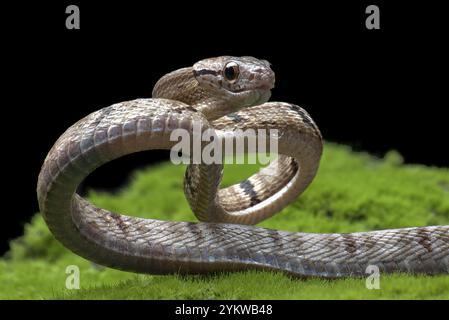 Gatto serpente dentato in posizione di attacco Foto Stock