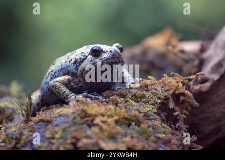 La rana con le dita lisce e la bocca stretta (kaloula baleata) nel muschio Foto Stock