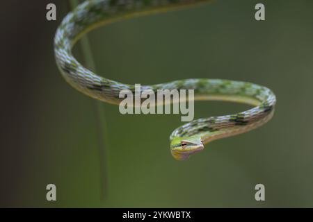 Primo piano foto di serpente di vite asiatico sull'albero filiale Foto Stock