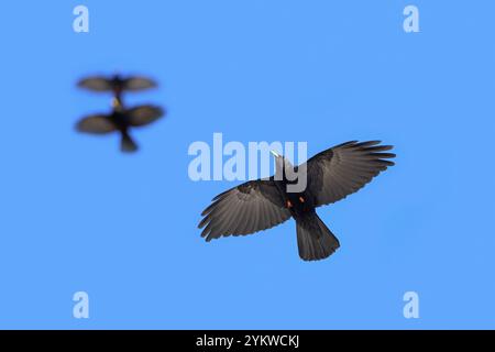 Tre choughs alpini / gruppo di chough a becco giallo (Pyrrhocorax graculus / Corvus graculus) in volo contro il cielo blu delle Alpi Foto Stock