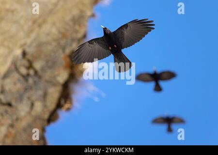 Tre choughs alpini / gruppo di chough a becco giallo (Pyrrhocorax graculus) che volano lungo la parete rocciosa in inverno nelle Alpi Foto Stock