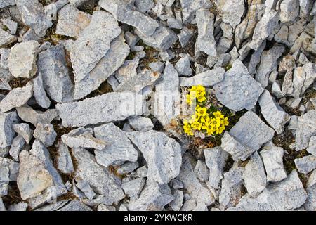 draba alpina / erba bianca alpina (Draba alpina) pianta perenne solitaria in fiore sulla tundra in estate, Svalbard / Spitsbergen, Norvegia Foto Stock